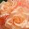 12" Peach Rose & Peony Bundle